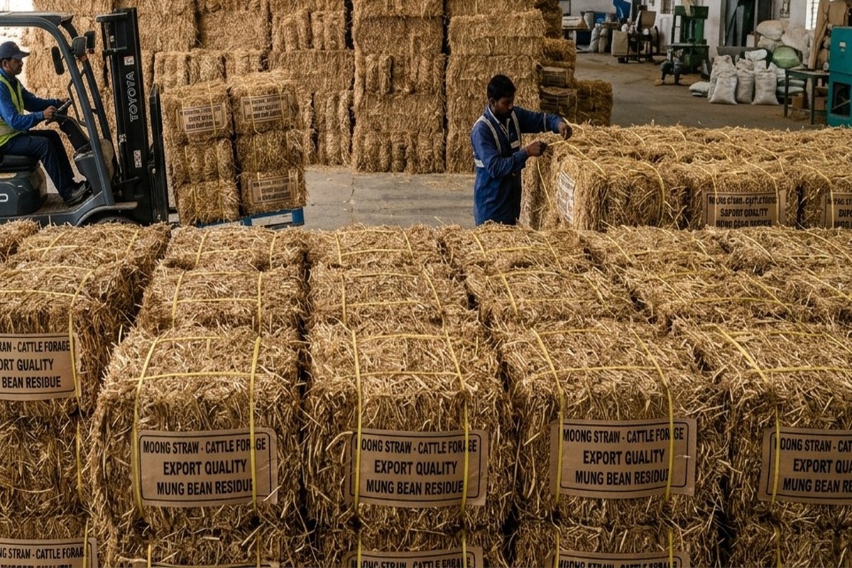 Sugarcane Bagasse
